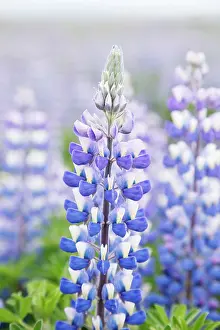 Nootka: 80195585 Nootka Lupin - introduced to fertilise