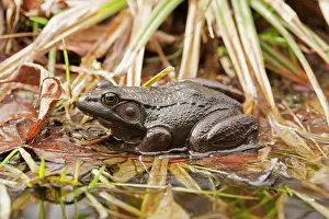 Virginia: 80195586 Green Frog Virginia, USA Lithobates clamitans