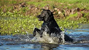 Cancalosi: 80195587 Dog - jumping in water John Cancalosi All