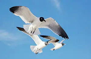 Laughing: 80195588 Laughing Gull - in flight Mississippi Gulf