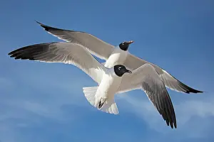 Laughing: 80195589 Laughing Gull - in flight Mississippi Gulf