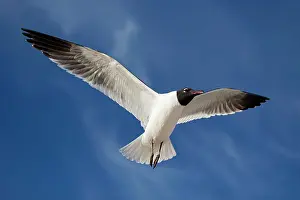Laughing: 80195590 Laughing Gull - in flight Mississippi Gulf