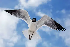 Laughing: 80195591 Laughing Gull - in flight Mississippi Gulf