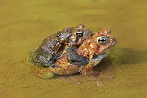 Toads: 80195592 American Toads - pair in amplexus Maryland
