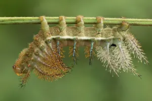 Saturniidae: 80195593 Caterpillar - of Saturniidae family Tropical