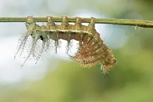 Saturniidae: 80195594 Caterpillar - of Saturniidae family Tropical