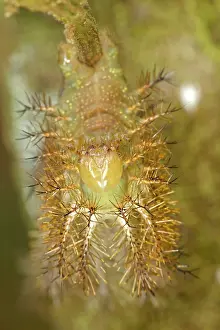 Saturniidae: 80195595 Caterpillar - of Saturniidae family Tropical