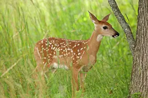 Virginia: 80195596 White-tailed Deer / Whitetail - fawn Virginia