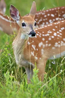 Virginia: 80195597 White-tailed Deer / Whitetail - fawn Virginia