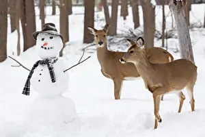 Snowman: 80195598 White-tailed Deer / Whitetail - with snowman