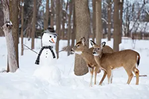 Snowman: 80195599 White-tailed Deer / Whitetail - with snowman