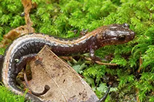 Virginia: 80195600 Shenandoah Salamander Virginia, USA Plethodon