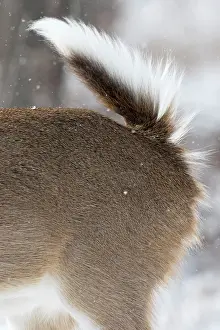Whitetail: 80195601 White-tailed Deer / Whitetail - tail in