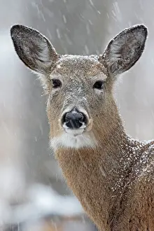 Whitetail: 80195602 White-tailed Deer / Whitetail - in snow