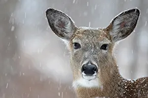 Whitetail: 80195603 White-tailed Deer / Whitetail - in snow
