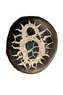 Nodules: 80195604 Septarian concretion or (septarian nodules)