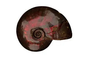 Ammonite: 80195607 Ammonite, Cleoniceras besairei, Lower Cretaceous