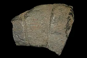 Horsetail: 80195615 Fossil horsetail, Calamites spp. Alabama