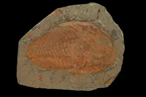 Trilobite: 80195616 Trilobite fossil, (probably Paradoxoides)