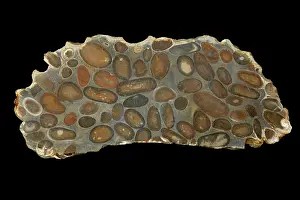John Cancalosi: 80195617 Hertfordshire Puddingstone, conglomerate