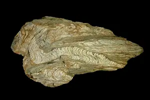 John Cancalosi: 80195618 Schist, Marburg schist, Mongomery county