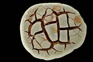 John Cancalosi: 80195619 Septarian concretion or (septarian nodules)