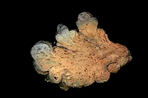 John Cancalosi: 80195621 pahoehoe lava, Idaho USA John Cancalosi