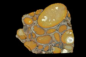 John Cancalosi: 80195625 Hertfordshire puddingstone, Conglomerate