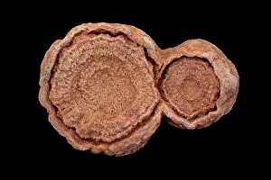Stromatolite: 80195628 Fossil stromatolite, Cretaceous age, 145-65
