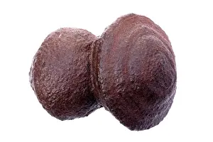 Iron: 80195637 Moqui Marbles: Iron Oxide concretions found