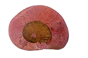 Ammonite: 80195643 Fossil ammonite, Graphoceras spp. Lyons