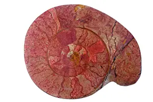 Ammonite: 80195644 Fossil ammonite, Graphoceras spp. Lyons