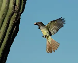 Bringing: 80195647 Ash-throated Flycatcher - in flight bringing