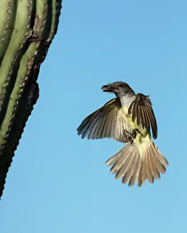 Bringing: 80195648 Ash-throated Flycatcher - in flight bringing