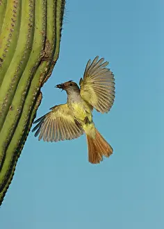 Bringing: 80195649 Ash-throated Flycatcher - in flight bringing