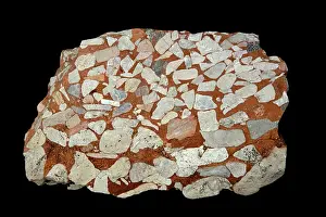 Conglomerate: 80195651 Leesburg Limestone Conglomerate - Frederick