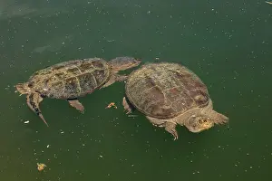 Snapping: 80195656 Snapping Turtle Maryland, USA Chelydra