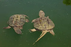 Snapping: 80195657 Snapping Turtle Maryland, USA Chelydra