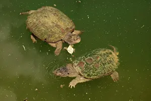 Snapping: 80195658 Snapping Turtle Maryland, USA Chelydra