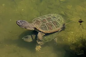 Snapping: 80195660 Snapping Turtle - pair mating Maryland