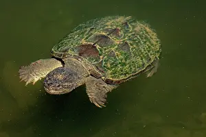 Snapping: 80195661 Snapping Turtle Maryland, USA Chelydra