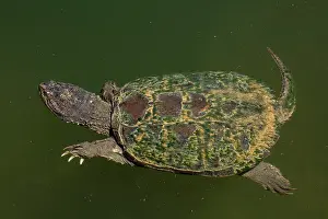 Snapping: 80195662 Snapping Turtle Maryland, USA Chelydra