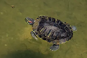 Trachemys: 80195663 Red-eared Slider Maryland, USA Trachemys