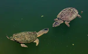 Snapping: 80195664 Snapping Turtle Maryland, USA Chelydra