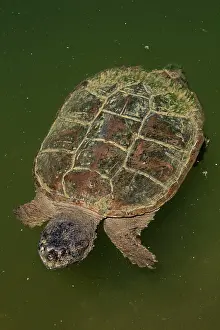 Snapping: 80195665 Snapping Turtle Maryland, USA Chelydra