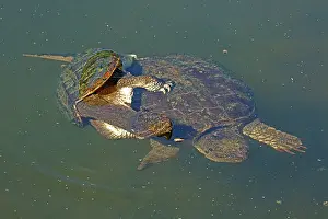 Snapping: 80195666 Snapping Turtle - pair mating Maryland