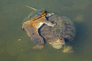 Snapping: 80195667 Snapping Turtle - pair mating Maryland
