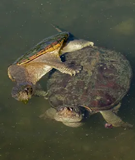 Snapping: 80195668 Snapping Turtle - pair mating Maryland