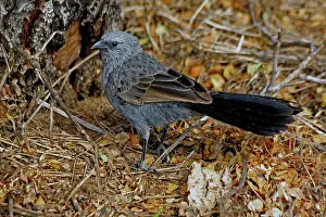 Lazy: 80195963 Apostlebird / Grey Jumper / Lazy Jack /