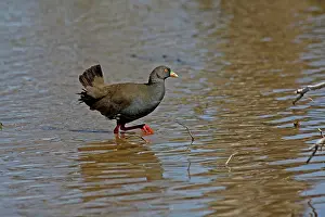 Gallinula: 80195965 Australian Native Hen Australia Gallinula